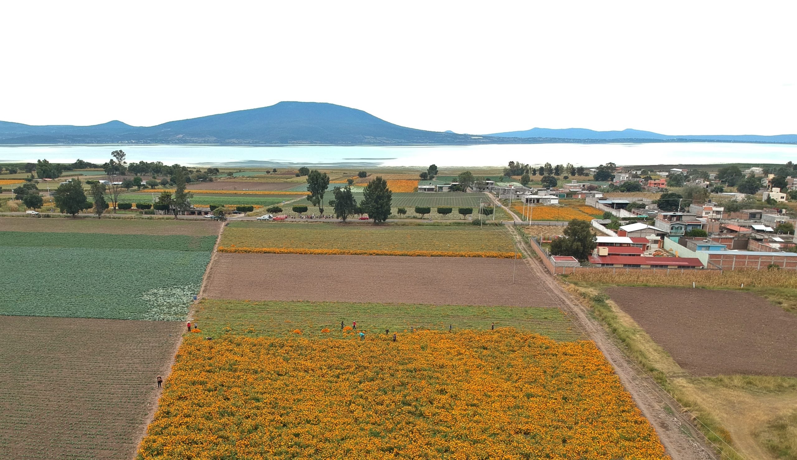 No es Holanda, son los campos de Copándaro Michoacán al pie del Lago de Cuitzeo